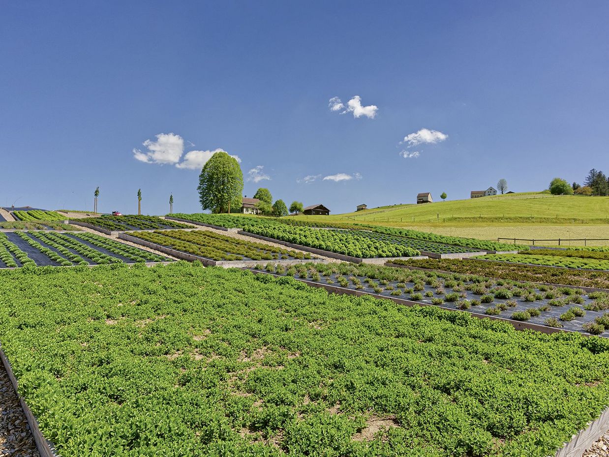 Das Kräuterhaus Appenzell pflanzt am Fusse des Alpsteingebirges auf 75 Feldern Schweizer Tee an.