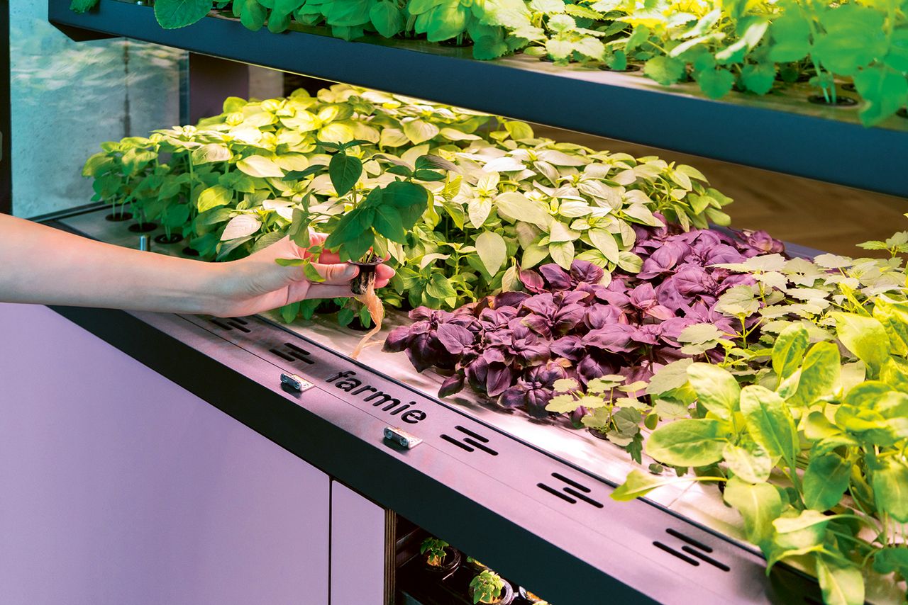 Frischer geht es nicht mehr. Kurz vor dem Verzehr werden die Salate und Kräuter geerntet.