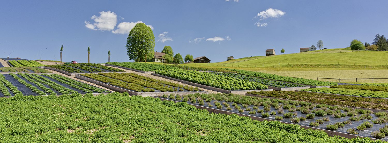 Das Kräuterhaus Appenzell pflanzt am Fusse des Alpsteingebirges auf 75 Feldern Schweizer Tee an.