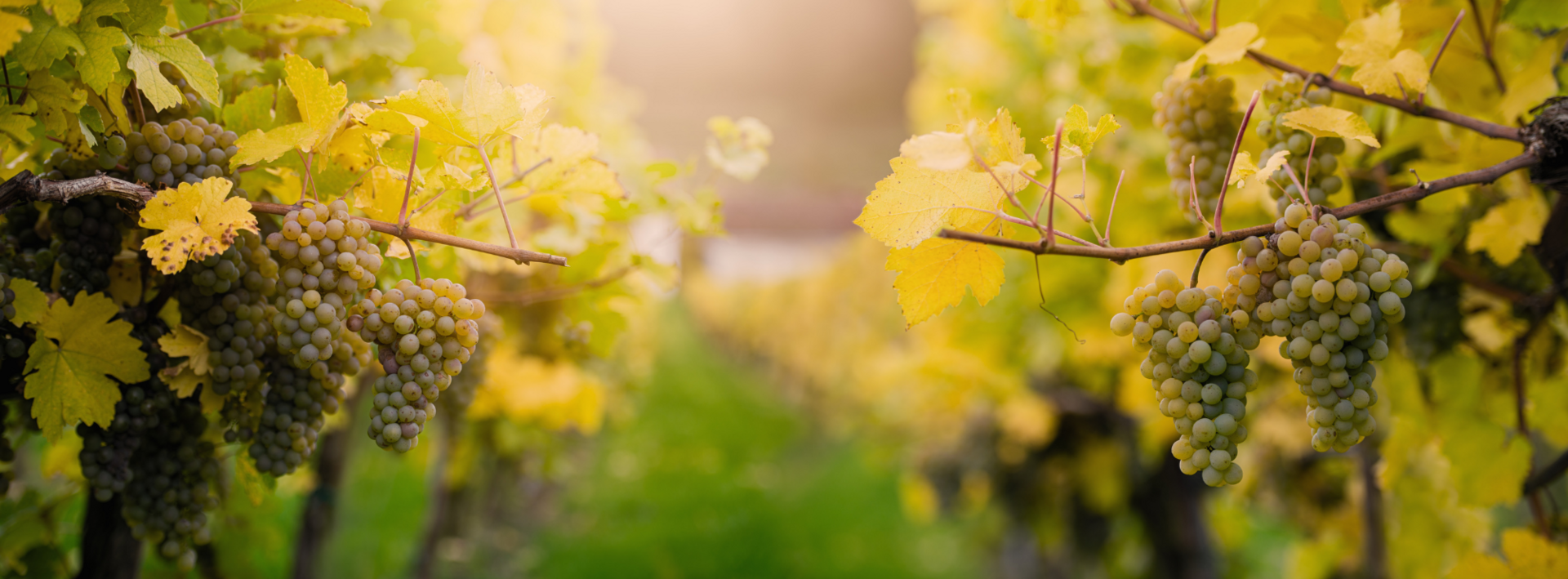 Header Bild Winzer