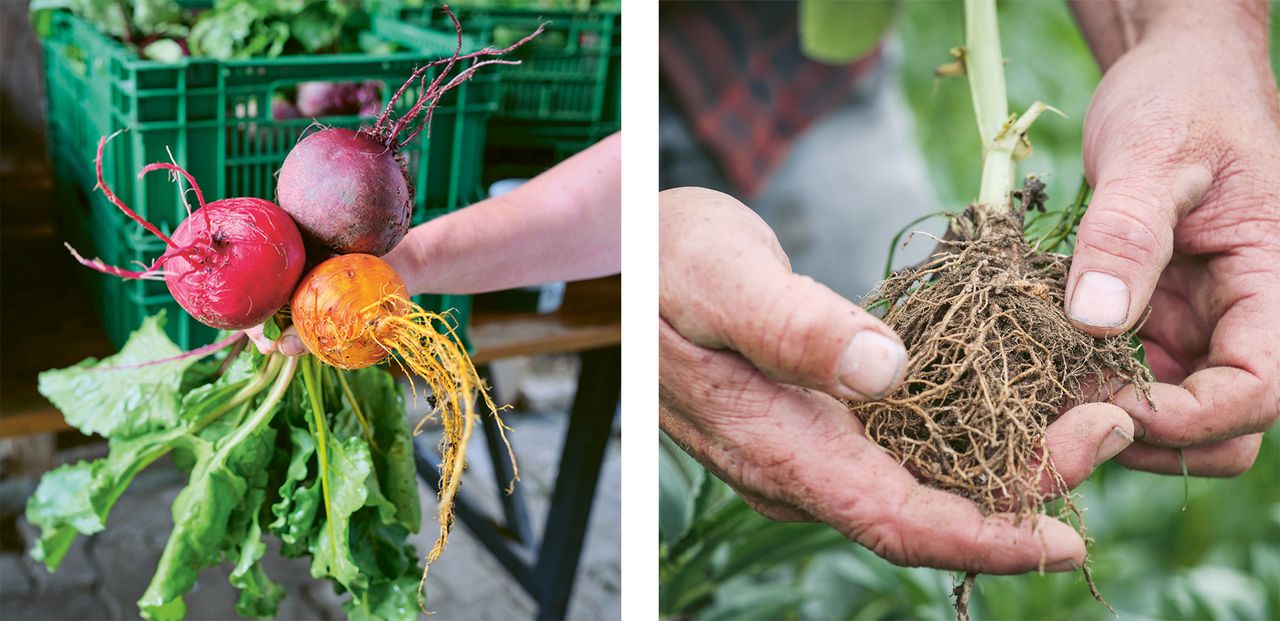 Slow Gemüse vom Biohof Chavalatsch in Scuol.