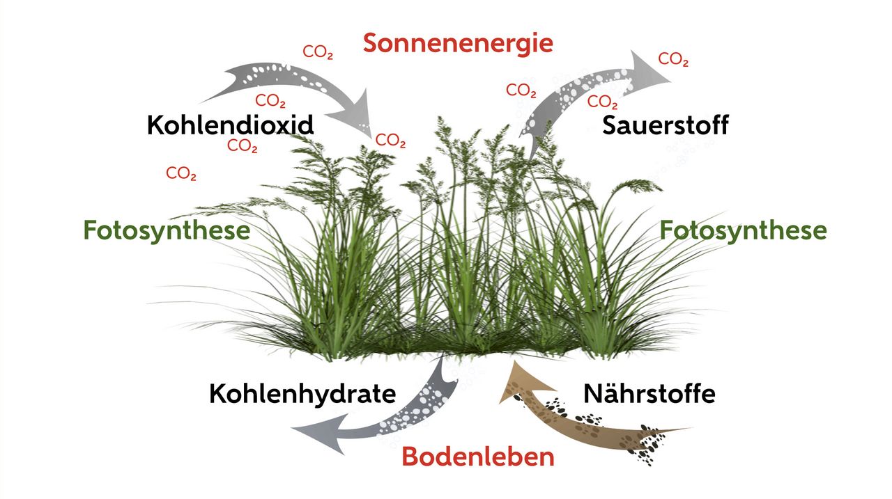 Die Fotosynthese des Pflanzenmetabolismus.