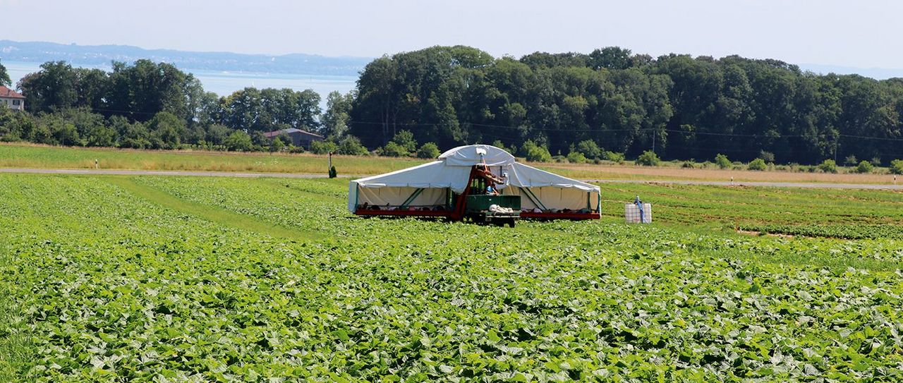 65 Meter pro Stunde legt der Gurkenflieger zurück.