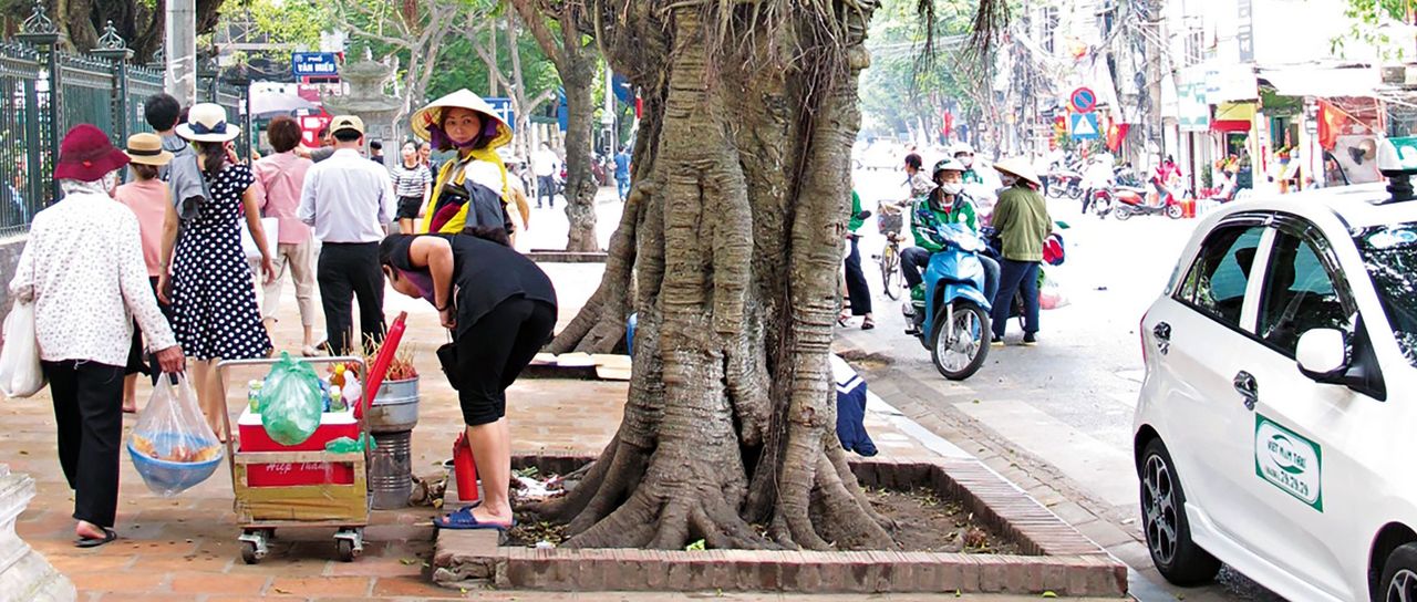 Baum Vietnam
