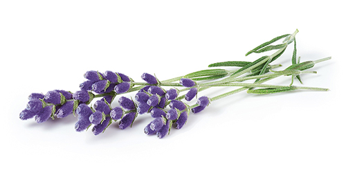 Damentoilette  blumige Noten wie Rose oder Lavendel