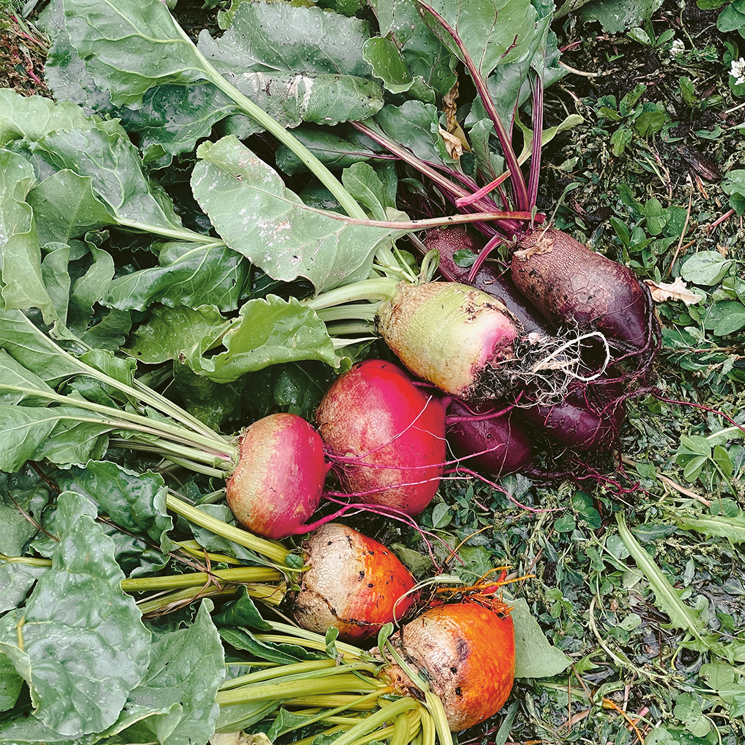 Die Ernte des Hauser Gardens wird für kreative Gästemenüs verwendet.