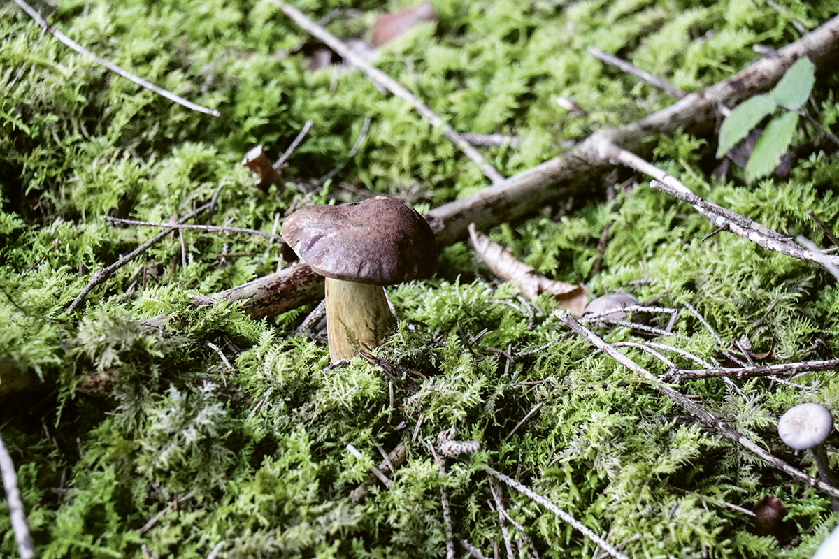 Schätze aus dem Waldboden: An moosigen Stellen wachsen Pilze – hier wahrscheinlich ein Maronenröhrling – besonders gerne.